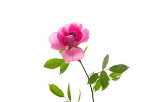 Beautiful pink rose on a white background photo