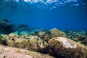 Underwater view with bottom of stones and fish. photo