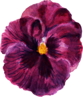 Wild watercolor pansy petal bud isolated png