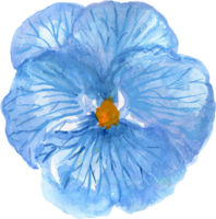 Wild watercolor pansy petal bud isolated png