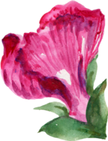 Wild watercolor pansy petal bud isolated png