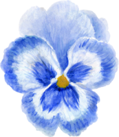 Wild watercolor pansy petal bud isolated png