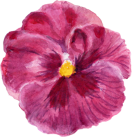 Wild watercolor pansy petal bud isolated png