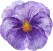 Wild watercolor pansy petal bud isolated png