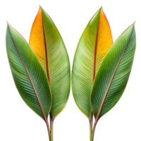 Two Vibrant Green and Yellow Tropical Leaves Against Transparent Background png