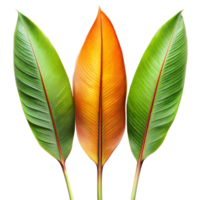 Three Vibrant Banana Leaves With Transparent Background png