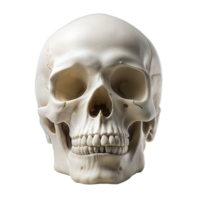 Human Skull on Transparent Background png