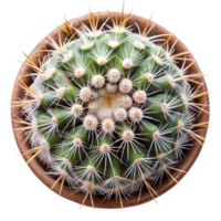 Top View of a Potted Cactus With Blooming Buds in Daylight on Transparent Background png