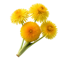 Close-Up of Bright Yellow Dandelions Against Transparent Background png
