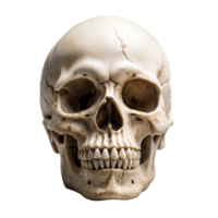 Human Skull With Transparent Background png