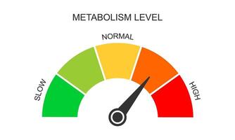 Metabolism meter dashboard with arrow. Metabolic levels from slow to high. Chart of rate which body converts foods and drinks into energy vector
