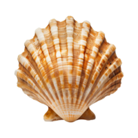 mer coquille isolé sur transparent Contexte png