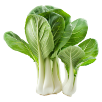 Fresh pak choy isolated on transparent background png