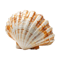 mer coquille isolé sur transparent Contexte png