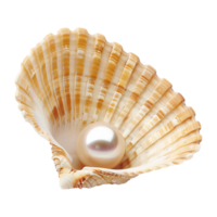 mer coquille isolé sur transparent Contexte png