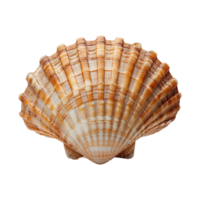 mer coquille isolé sur transparent Contexte png