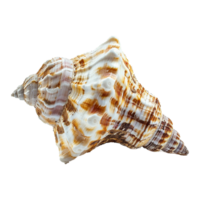 Sea shell isolated on transparent background png