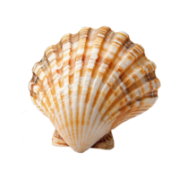 mer coquille isolé sur transparent Contexte png