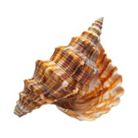 Sea shell isolated on transparent background png