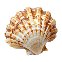 Sea shell isolated on transparent background png