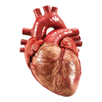 rosso cuore forma isolato su trasparente sfondo png