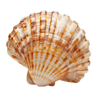 mer coquille isolé sur transparent Contexte png