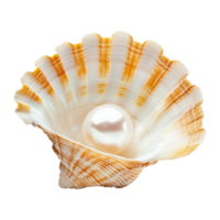 mer coquille isolé sur transparent Contexte png