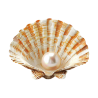 mer coquille isolé sur transparent Contexte png