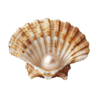 mer coquille isolé sur transparent Contexte png