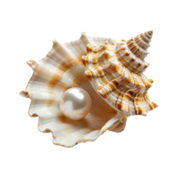 mer coquille isolé sur transparent Contexte png