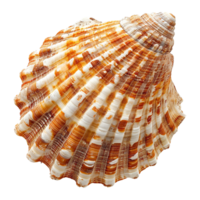 Sea shell isolated on transparent background png