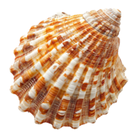 mer coquille isolé sur transparent Contexte png