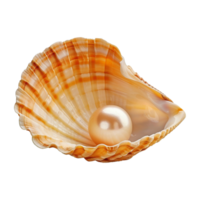 mer coquille isolé sur transparent Contexte png