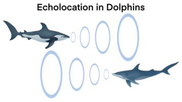 echolocation in dolphins, Dolphins hunt their prey by making high pitched sounds and listening for echoes, Dolphin emitting sonar , echolocation signals. Cetacean sends sonar signals sound waves png