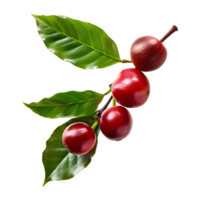 Fresh coffee fruits on stalk with leaves isolated on transparent background for vibrant natural designs png