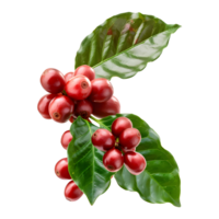 Fresh coffee fruits on stalk with leaves isolated on transparent background for vibrant natural designs png