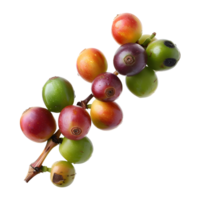 Fresh coffee fruits on stalk with leaves isolated on transparent background for vibrant natural designs png