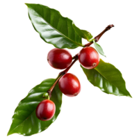 Fresh coffee fruits on stalk with leaves isolated on transparent background for vibrant natural designs png