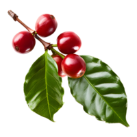 Fresh coffee fruits on stalk with leaves isolated on transparent background for vibrant natural designs png