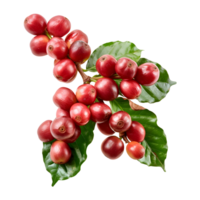 Fresh coffee fruits on stalk with leaves isolated on transparent background for vibrant natural designs png