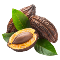 Cocoa Fruits Isolated on Transparent Background. png