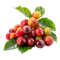 Fresh coffee fruits on stalk with leaves isolated on transparent background for vibrant natural designs png