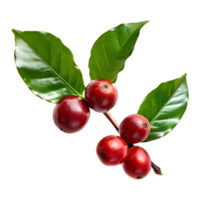 Fresh coffee fruits on stalk with leaves isolated on transparent background for vibrant natural designs png