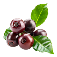 Fresh coffee fruits on stalk with leaves isolated on transparent background for vibrant natural designs png