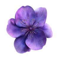 Beauty flower isolated on transparent background. png