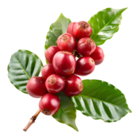 Fresh coffee fruits on stalk with leaves isolated on transparent background for vibrant natural designs png