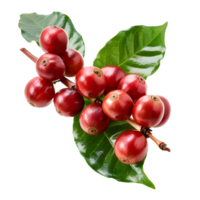 Fresh coffee fruits on stalk with leaves isolated on transparent background for vibrant natural designs png