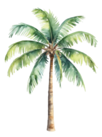 watercolor palm tree transparent background png