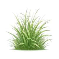 grass clipart transparent background png