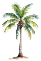 watercolor palm tree transparent background png